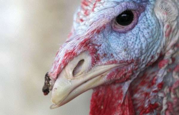 angry-turkey.jpg