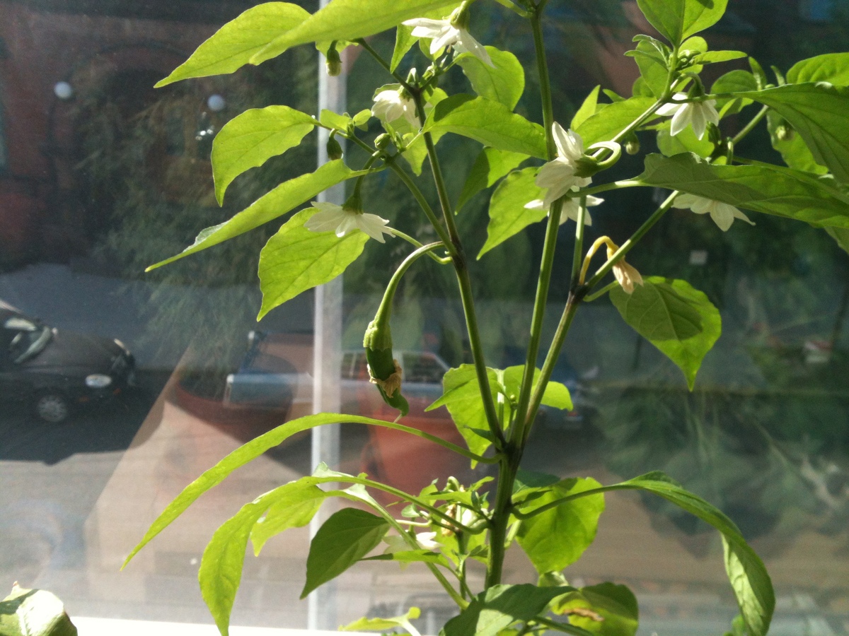 first-pepper.jpg