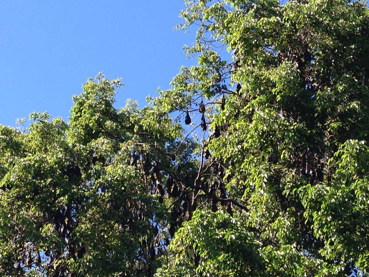 flying-foxes.jpg