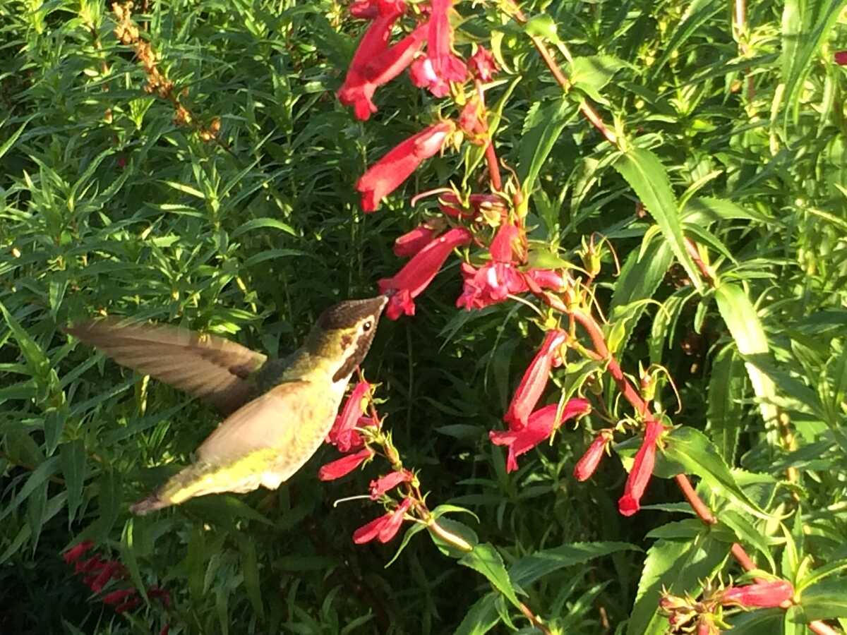 hummingbird.jpg