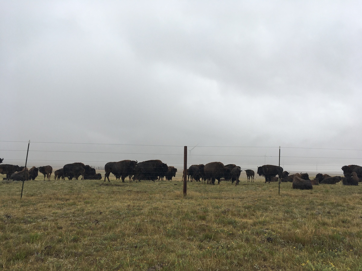 panorama-point-bison.jpg