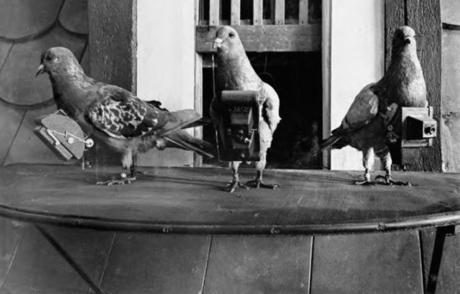 pigeon-photography.jpg