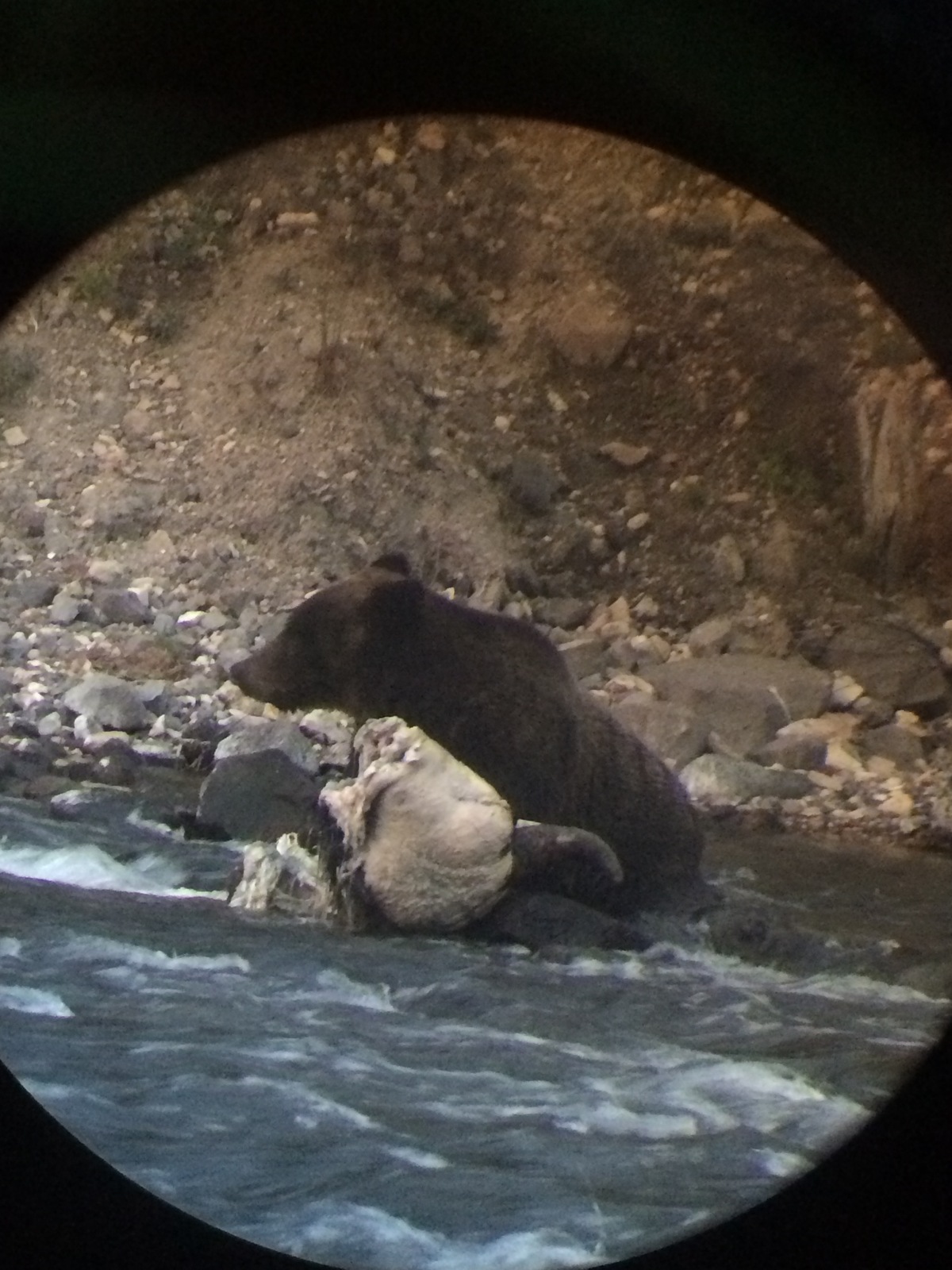 yellowstone-bear.jpg