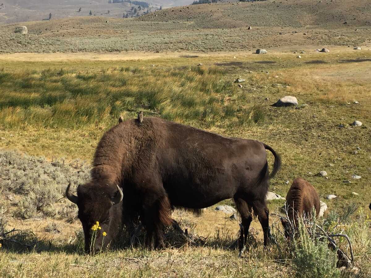 yellowstone-bison-birds.jpg